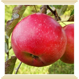 GRANNY SMITH apple fruit seedling - FRUTI KOMERC