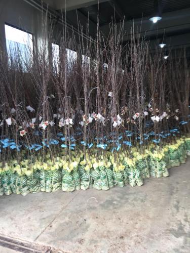 fruit plants packed in bags